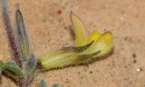 Image of taxon representative. Author is Татьяна Мальчинская