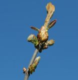 Aesculus hippocastanum