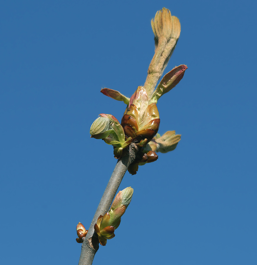 Изображение особи Aesculus hippocastanum.