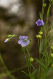 Linum usitatissimum