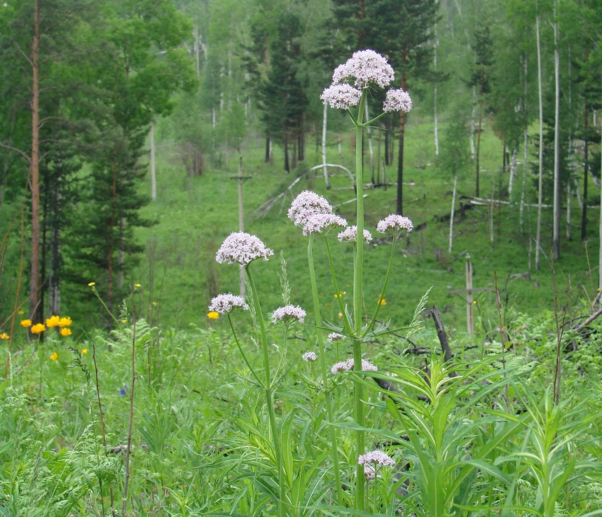 Image of genus Valeriana specimen.