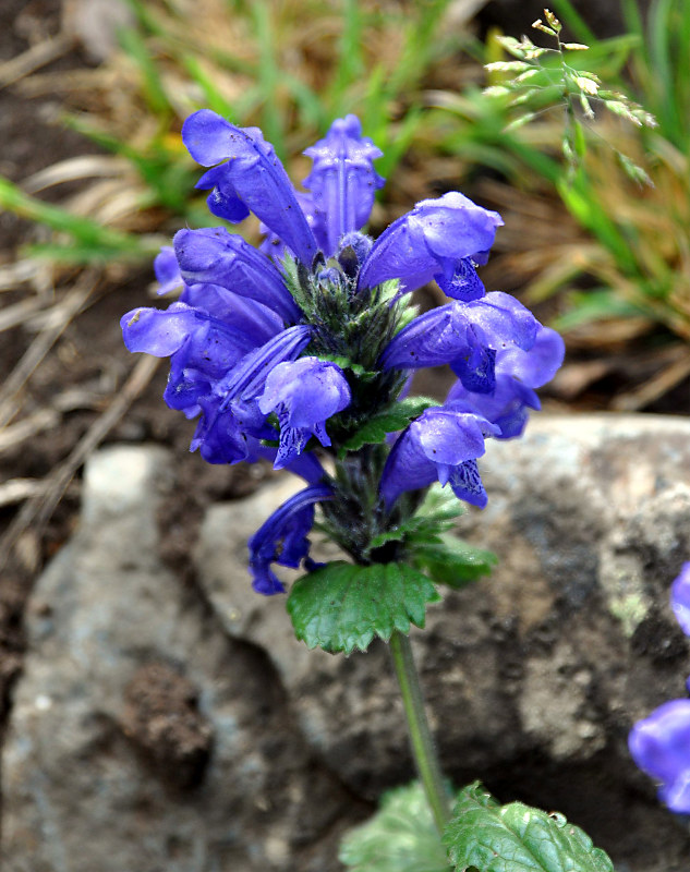 Image of Dracocephalum grandiflorum specimen.