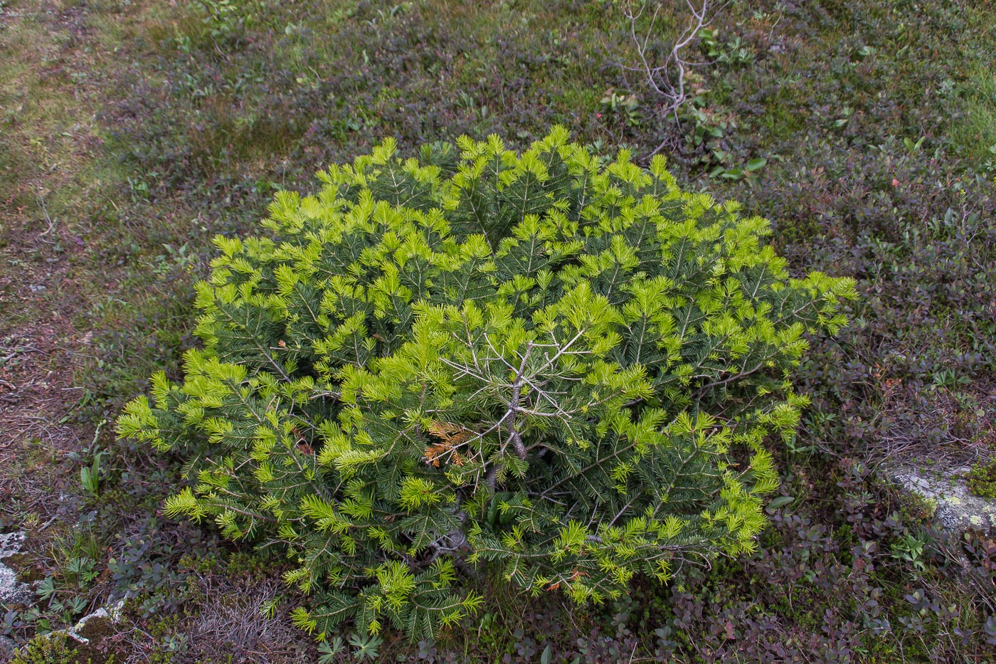 Изображение особи Abies sibirica.