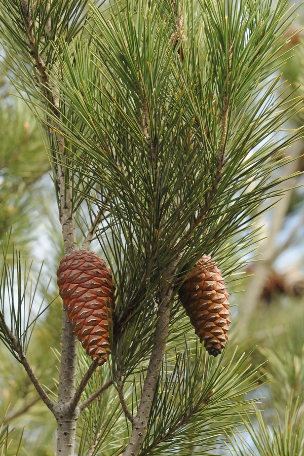 Изображение особи Pinus halepensis.