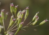 Falcaria vulgaris