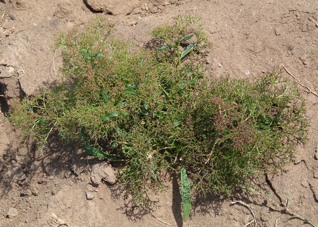 Image of Teloxys aristata specimen.