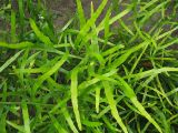 Homalocladium platycladum
