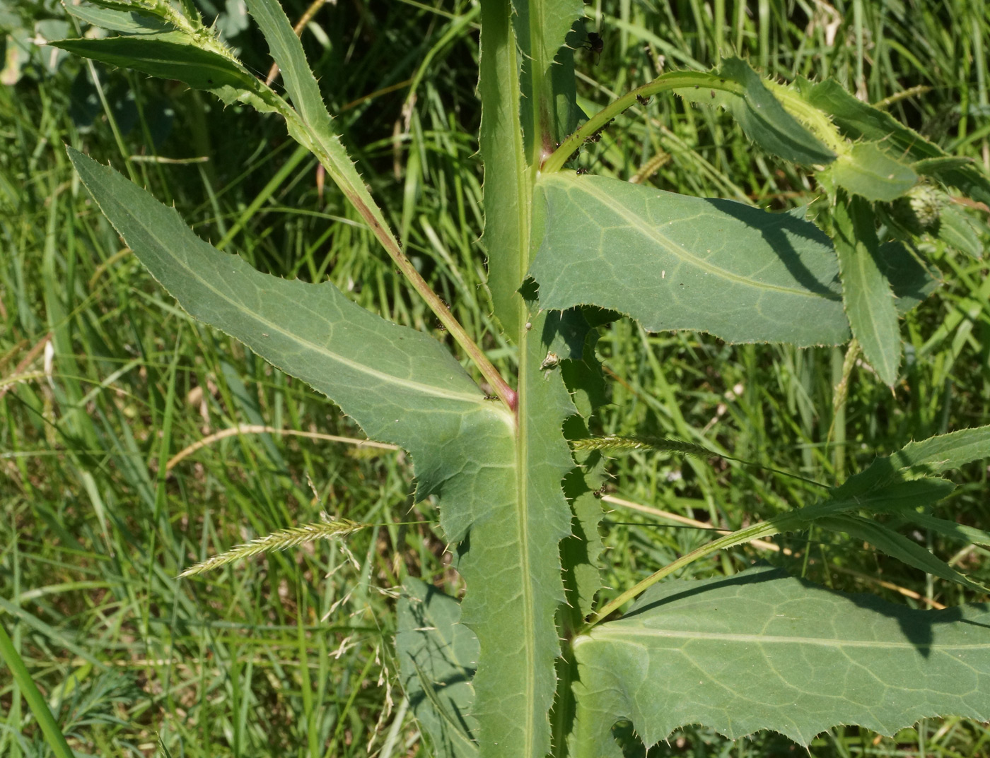 Изображение особи Cirsium alatum.