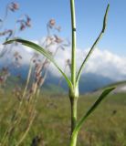 Silene saxatilis. Часть побега. Адыгея, Кавказский биосферный заповедник, северо-восточный склон горы Оштен, выс. ≈ 2400 м н.у.м., альпийский луг. 18.07.2015.