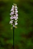 Dactylorhiza fuchsii. Соцветие. Пермский край, Горнозаводский р-н, пойма р. Койва, тенистая опушка соснового леса. 04.07.2014.