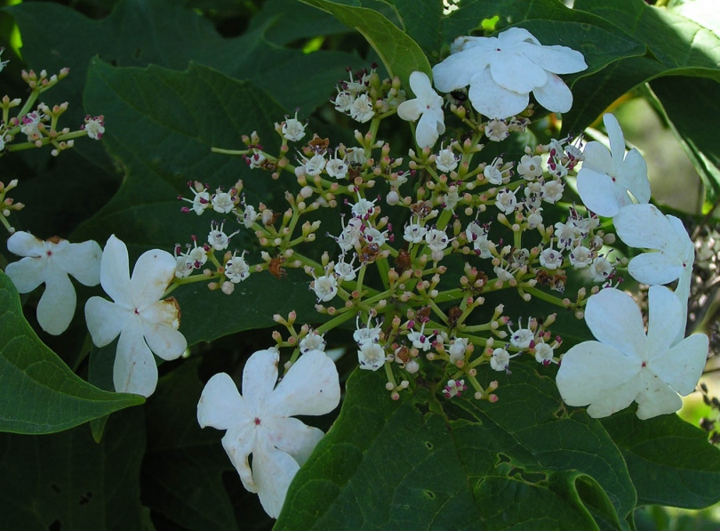 Image of Viburnum sargentii specimen.
