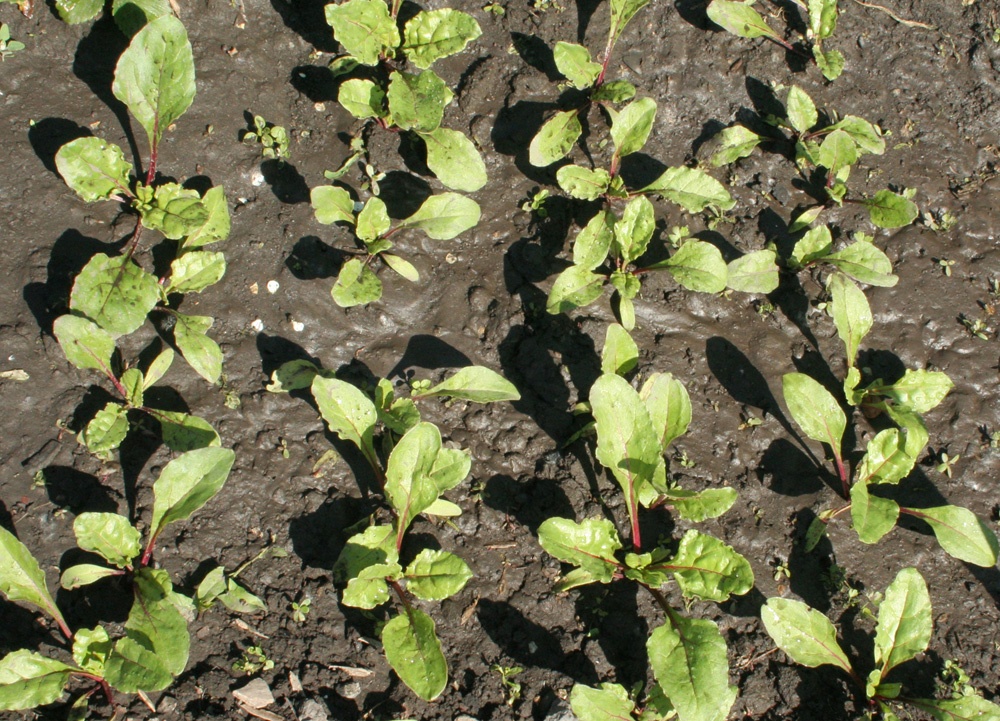 Image of Beta vulgaris specimen.