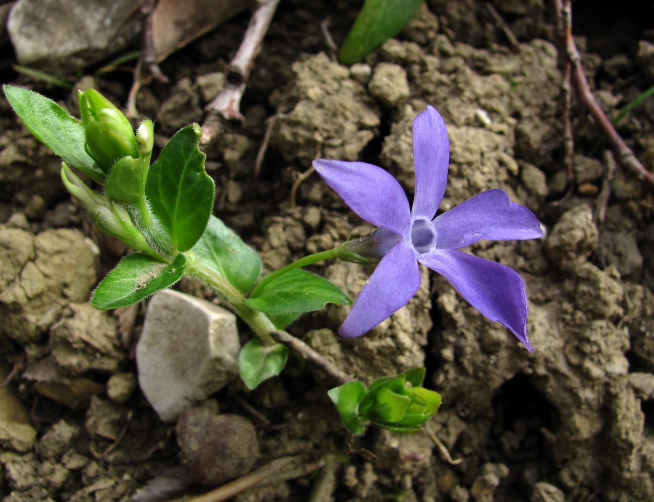 Image of Vinca pubescens specimen.