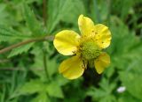 Geum aleppicum. Цветок. Якутия (Саха), Нерюнгринский р-н, территория пос. Чульман. 02.07.2012.