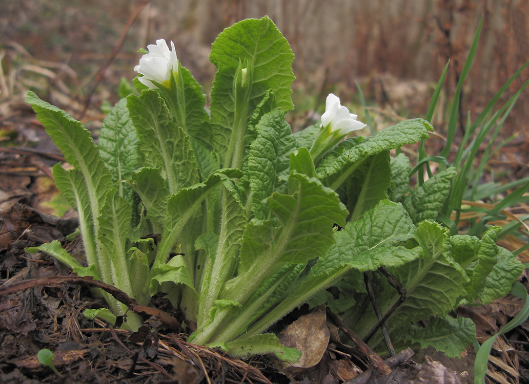 Изображение особи Primula vulgaris.