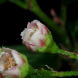 Cotoneaster lucidus