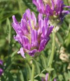 Astragalus onobrychis