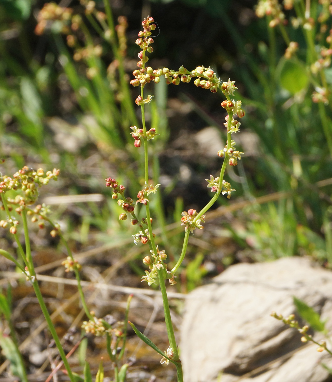 Изображение особи Rumex acetosella.