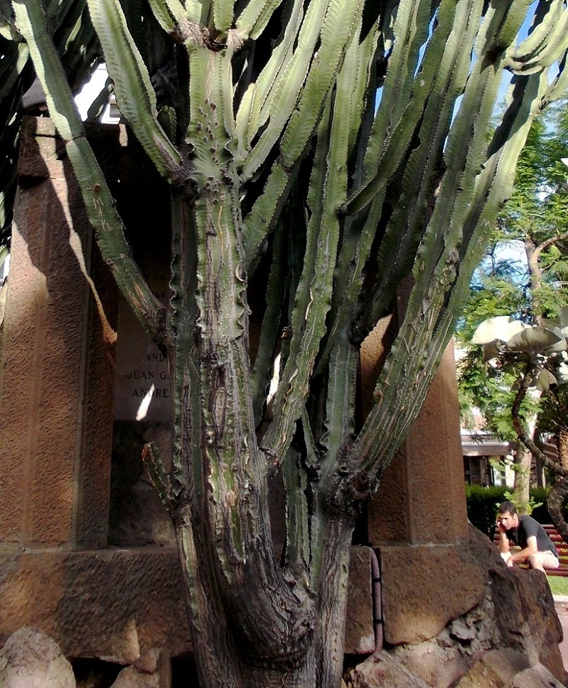 Image of genus Euphorbia specimen.