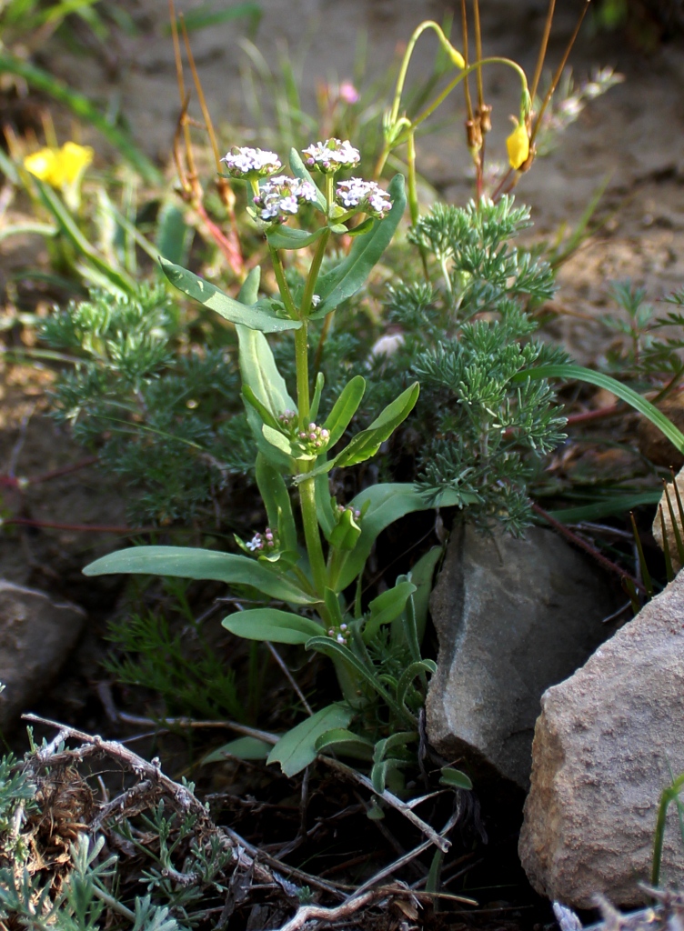 Изображение особи Valerianella dufresnia.