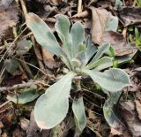 Lychnis coronaria