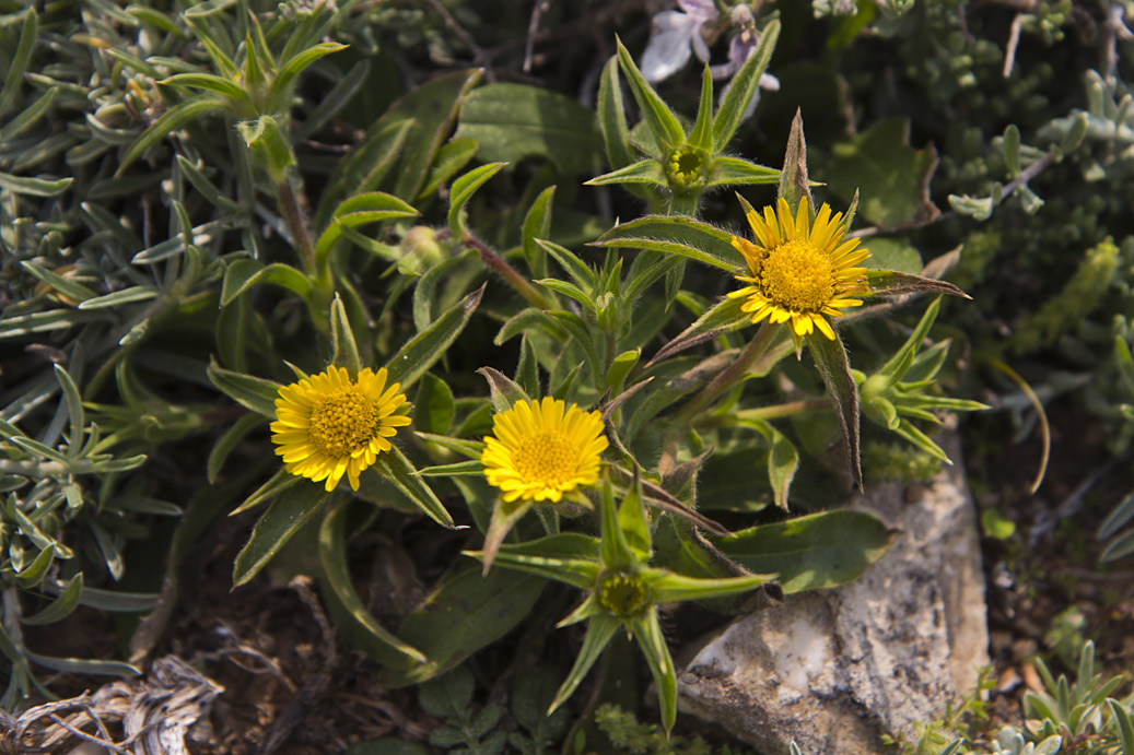 Image of Pallenis spinosa specimen.