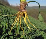 Eremurus spectabilis. Нижняя часть выкопанного растения с молодыми корнями. Краснодарский край, м/о г. Новороссийск, гора Лысая-Новороссийская, горная степь, ≈ 500 м н.у.м. 17.04.2016.