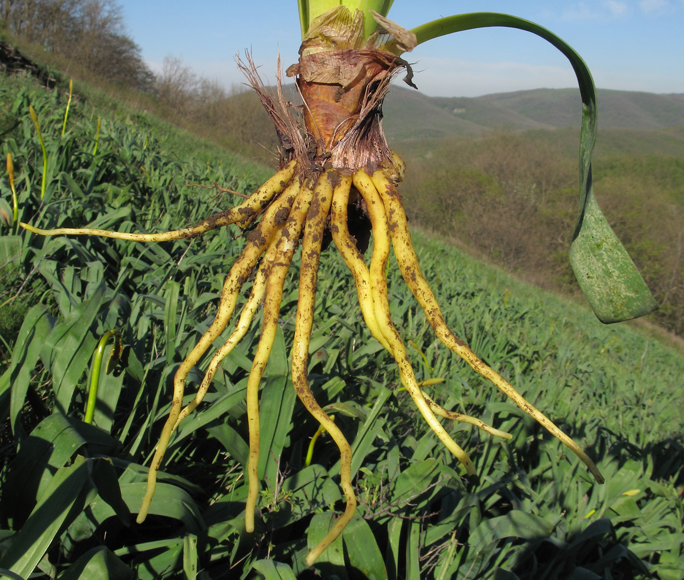 Image of Eremurus spectabilis specimen.