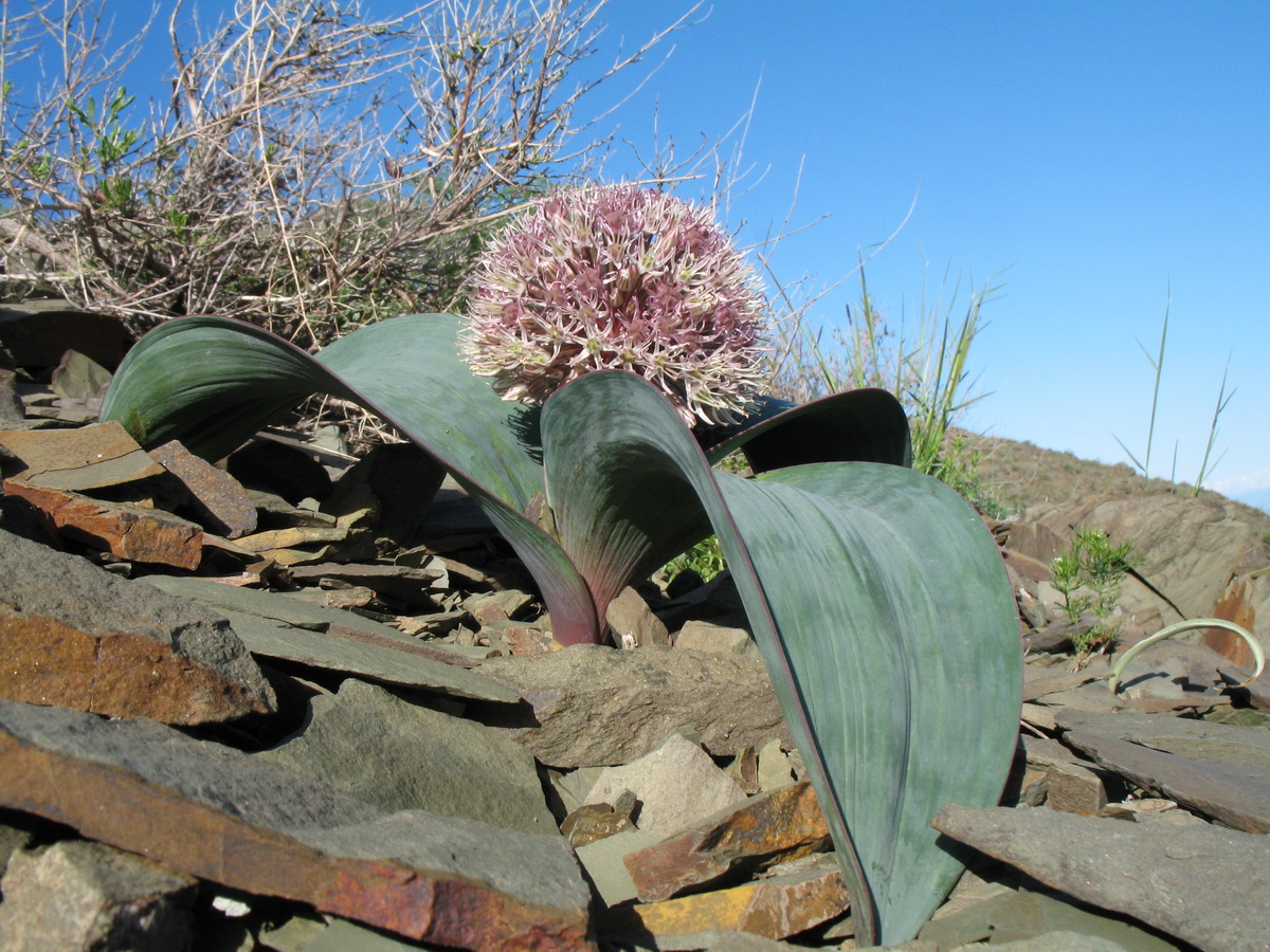 Image of Allium karataviense specimen.