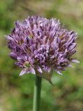 Allium struzlianum