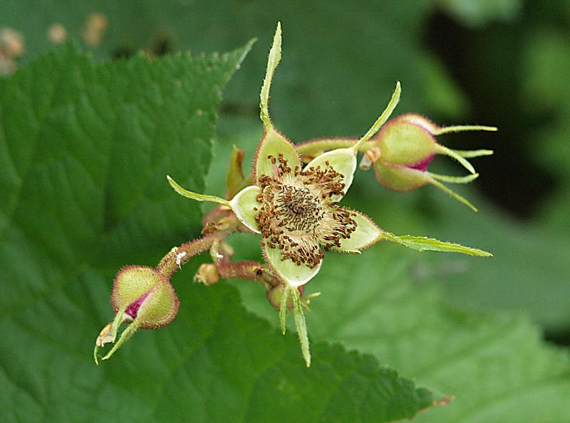 Image of Rubus odoratus specimen.