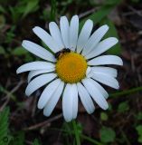 Anthemis ruthenica