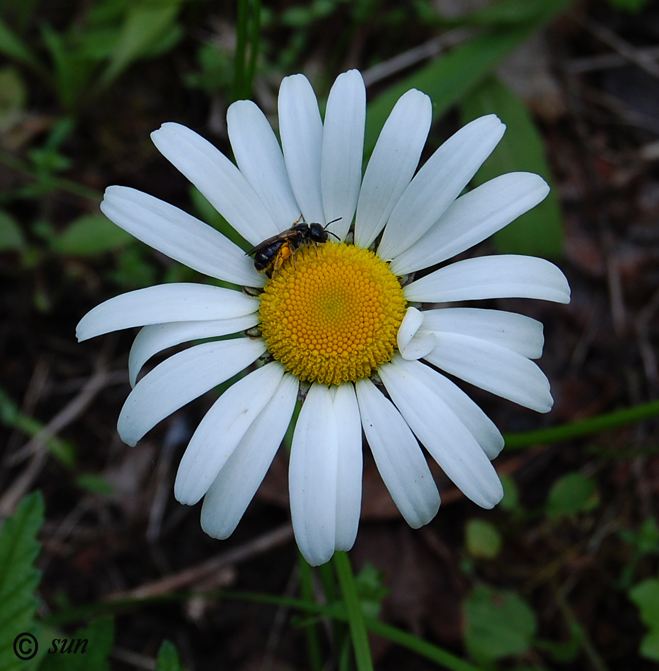 Изображение особи Anthemis ruthenica.