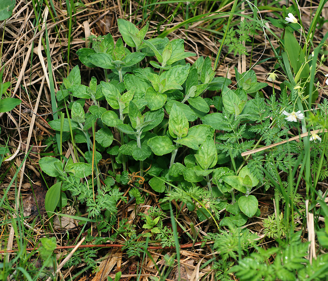 Изображение особи Clinopodium vulgare.