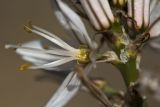 Asphodelus ramosus. Цветок. Греция, Пелопоннес, окр. г. Пиргос, муниципальный парк. 21.03.2015.