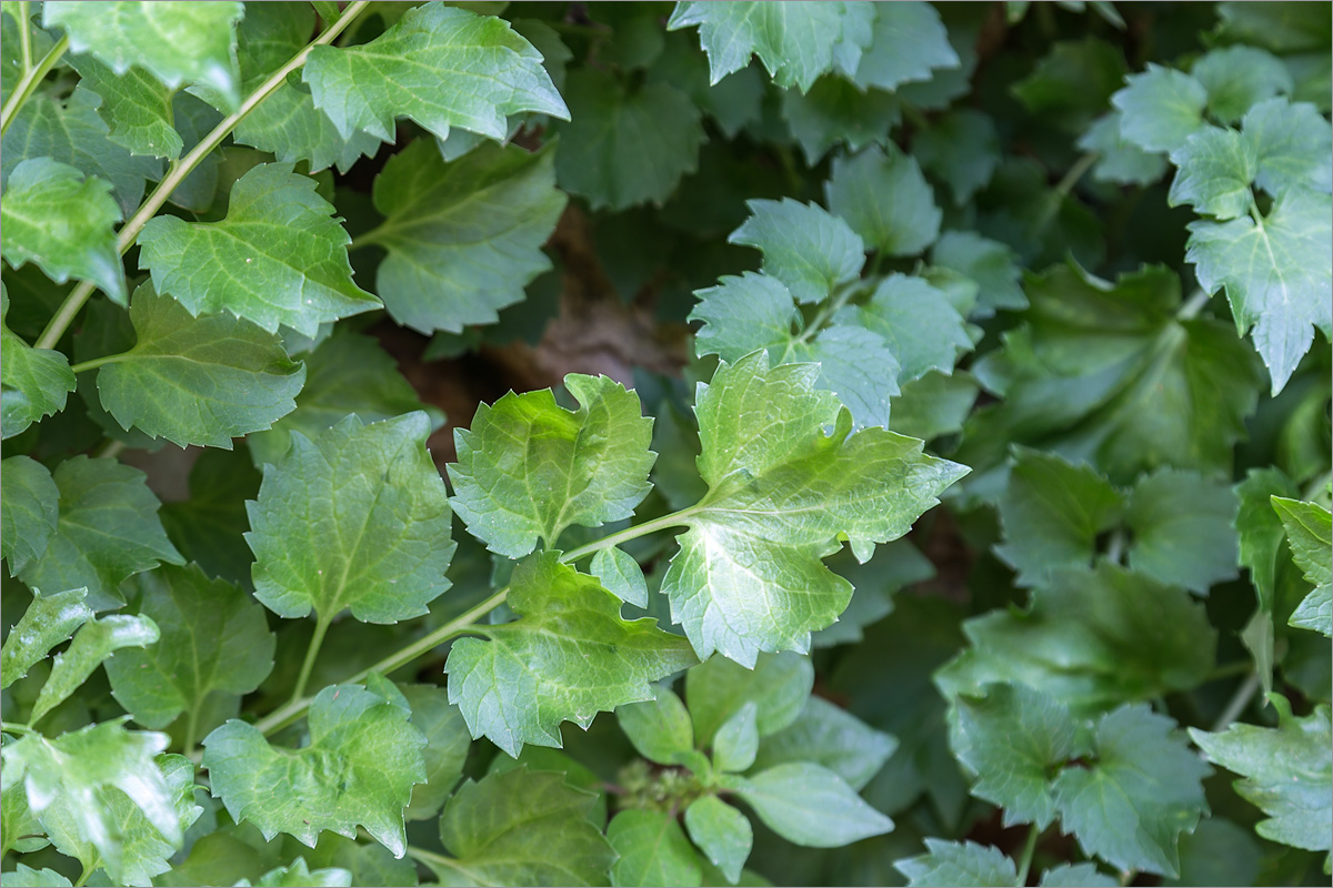 Изображение особи Petromarula pinnata.