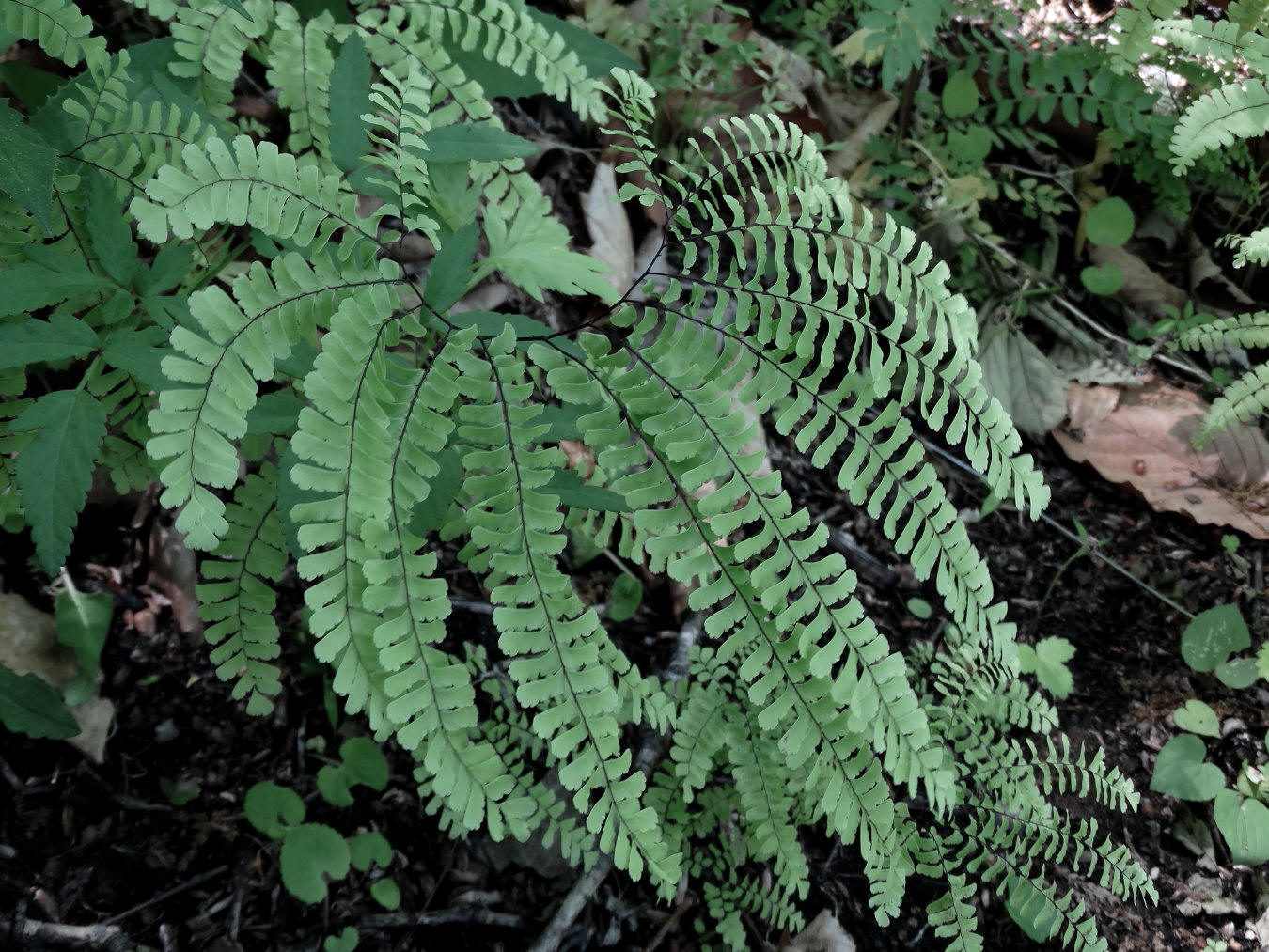 Изображение особи Adiantum pedatum.