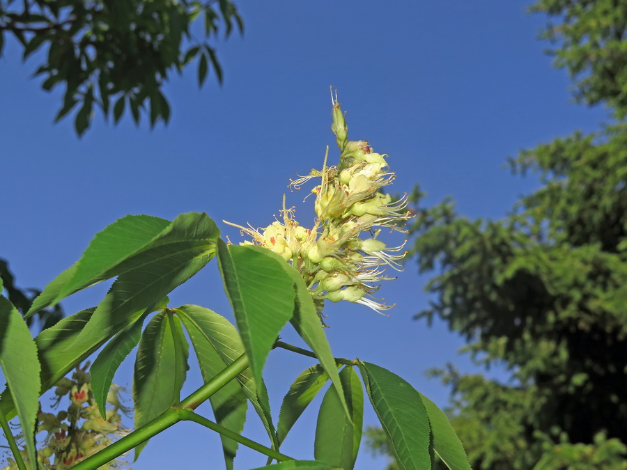 Image of Aesculus glabra specimen.