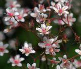 Saxifraga &times; urbium