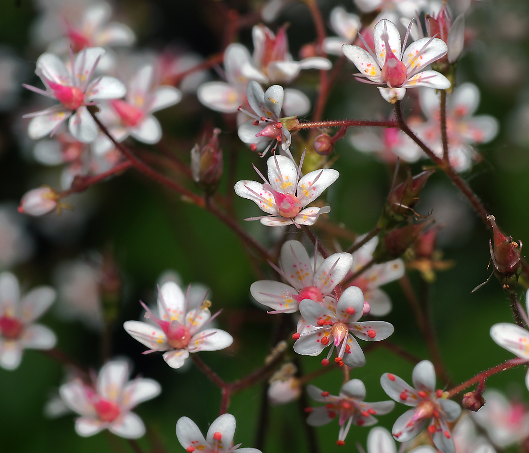 Image of Saxifraga &times; urbium specimen.