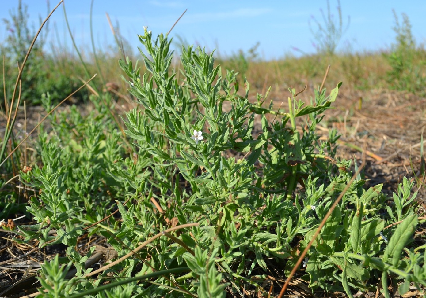 Image of Argusia sibirica specimen.
