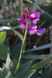 Lathyrus japonicus subspecies maritimus. Соцветие. Ленинградская обл., побережье в окр. ст. Бронка, песчаный пляж. 08.08.2009.