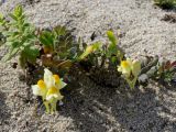 Linaria japonica. Цветущие растения. Приморье, Партизанский р-н, морское побережье, песчаный пляж. 10.07.2016.