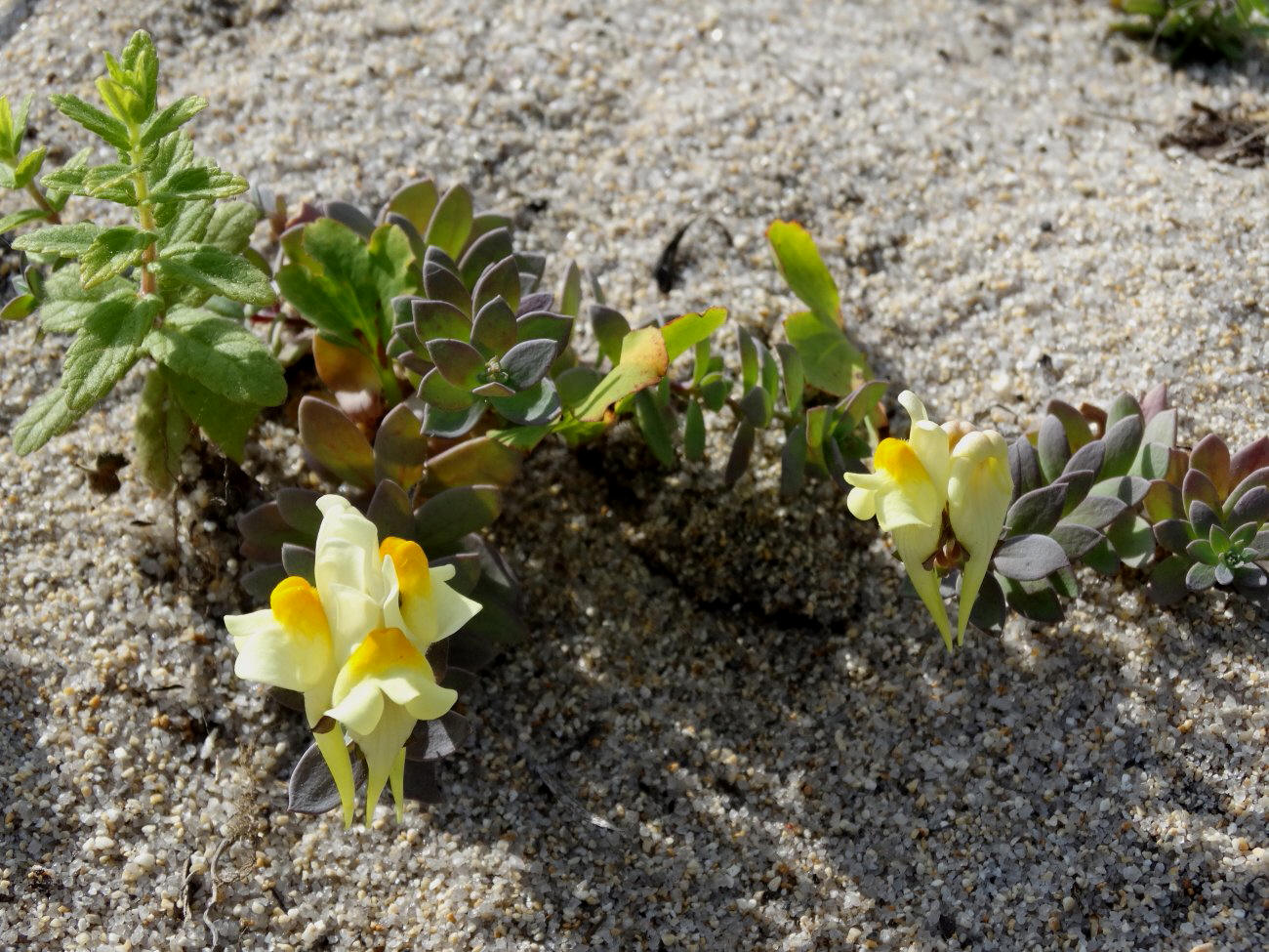 Image of Linaria japonica specimen.