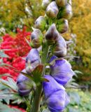 Aconitum bodinieri. Верхушка расцветающего соцветия. Москва, филиал Ботсада МГУ \"Аптекарский огород\", центральный партер. 09.10.2014.