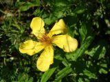 Hypericum gebleri