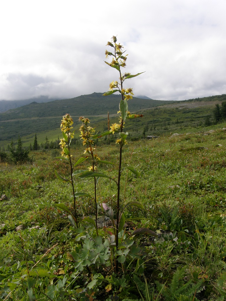 Image of Solidago virgaurea ssp. dahurica specimen.