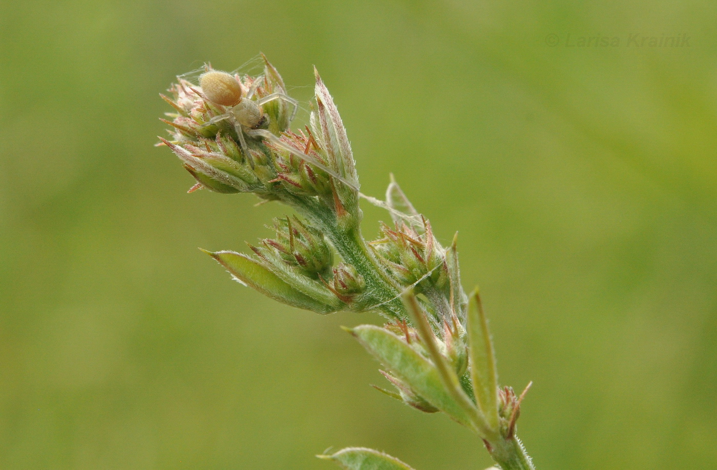 Image of Lespedeza davurica specimen.