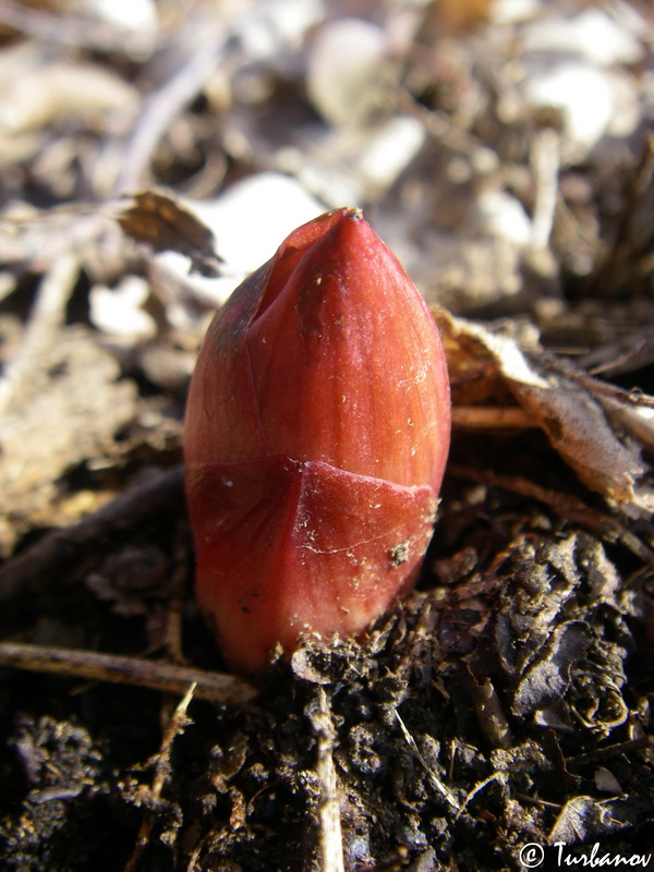 Image of Paeonia daurica specimen.