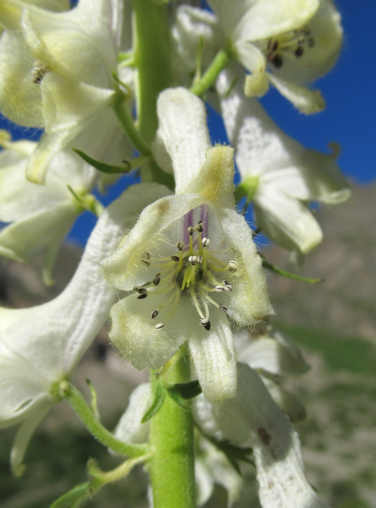 Изображение особи Aconitum orientale.